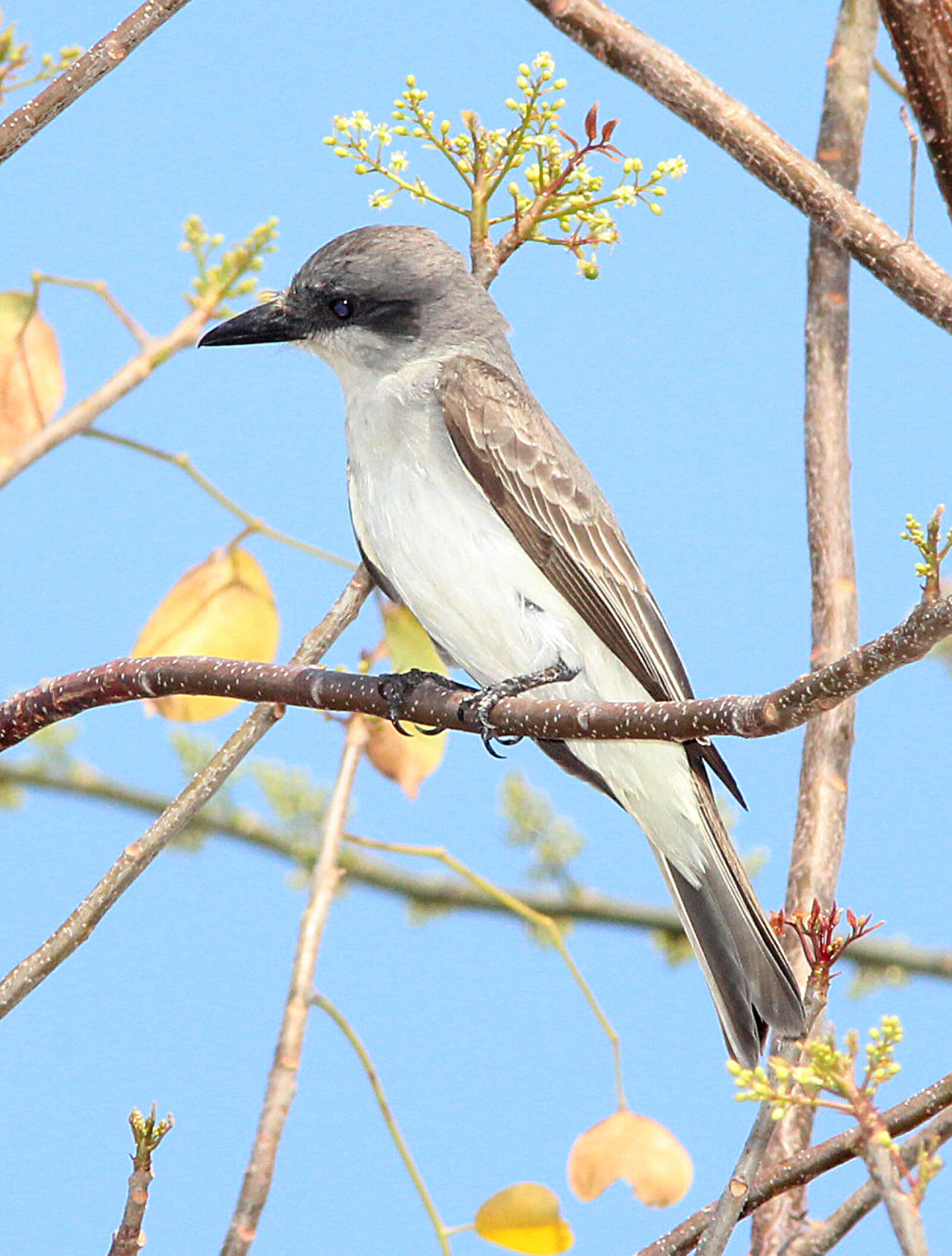Canon EF 300mm F4L IS USM sample photo
