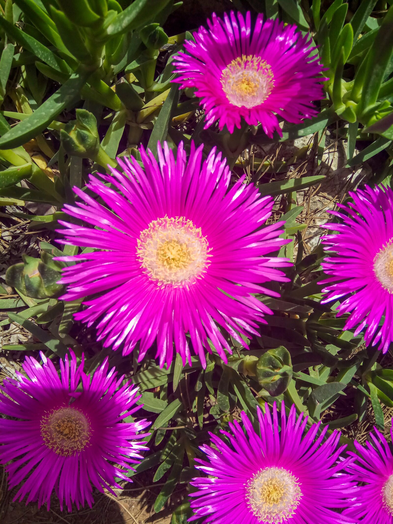 Xiaomi Redmi Note 4 sample photo. Flowers, pink flowers, purple photography