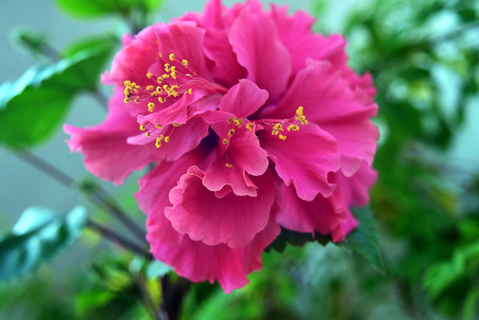 Nikon D5300 sample photo. Hibiscus, flower, nature photography