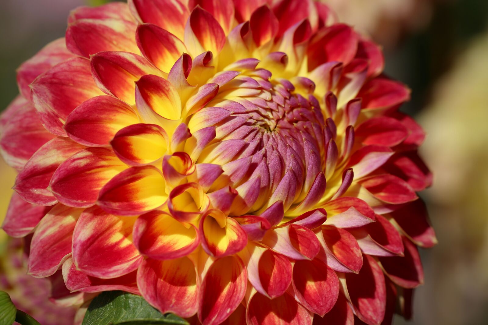 Canon EOS 800D (EOS Rebel T7i / EOS Kiss X9i) sample photo. Dahlia, blossom, bloom photography