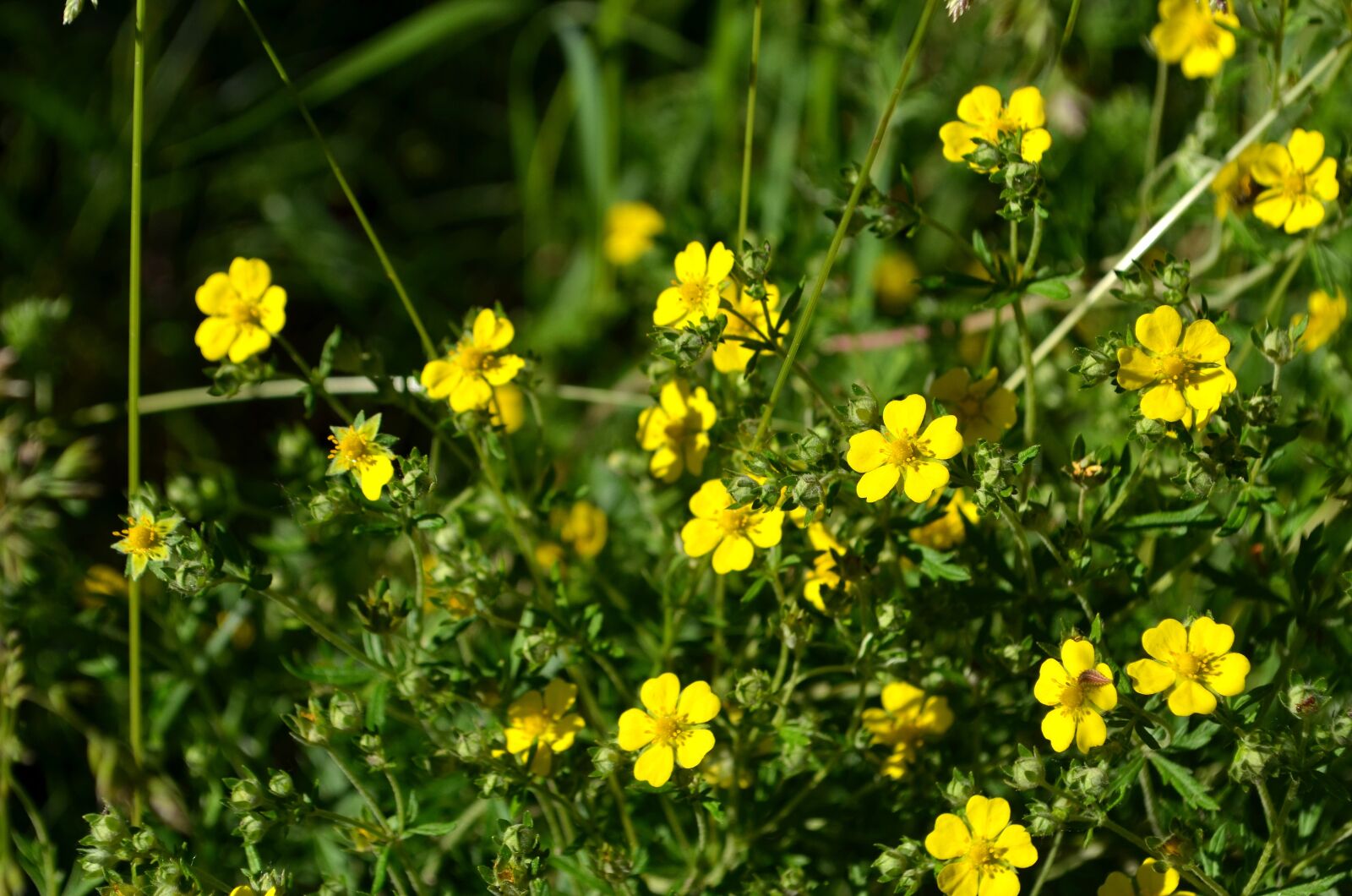Nikon D5100 sample photo. Flowers, nature, summer flowers photography