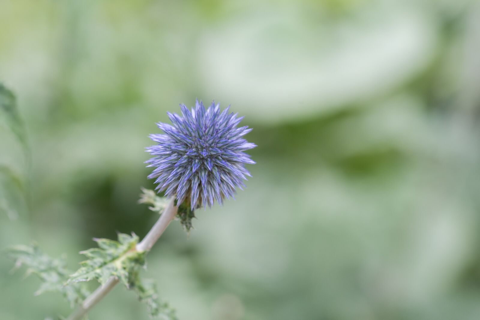 Nikon D750 sample photo. Thistle, garden, nature photography