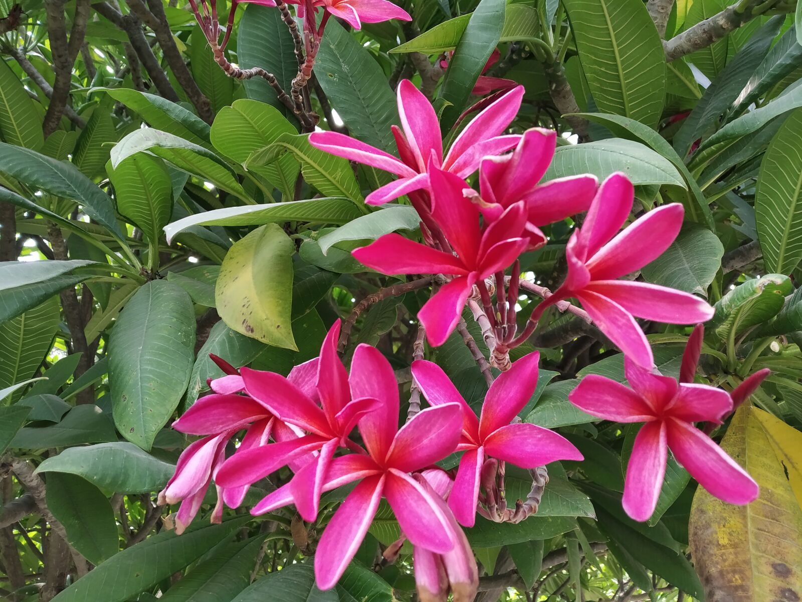 Xiaomi Redmi Note 7 sample photo. Plumeria, flower, nature photography