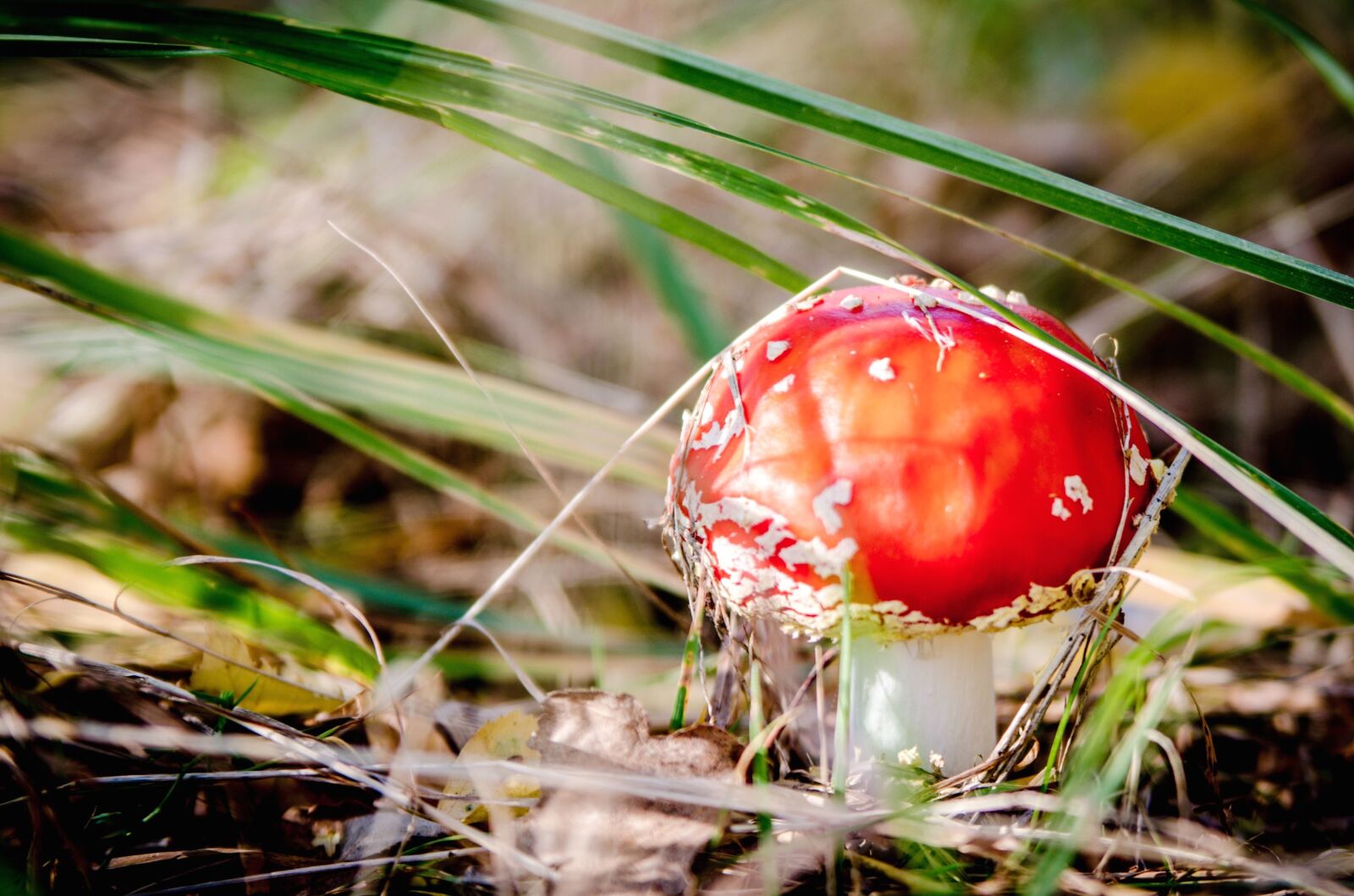 Nikon D5100 sample photo. Leaf, grass, ground, fungus photography