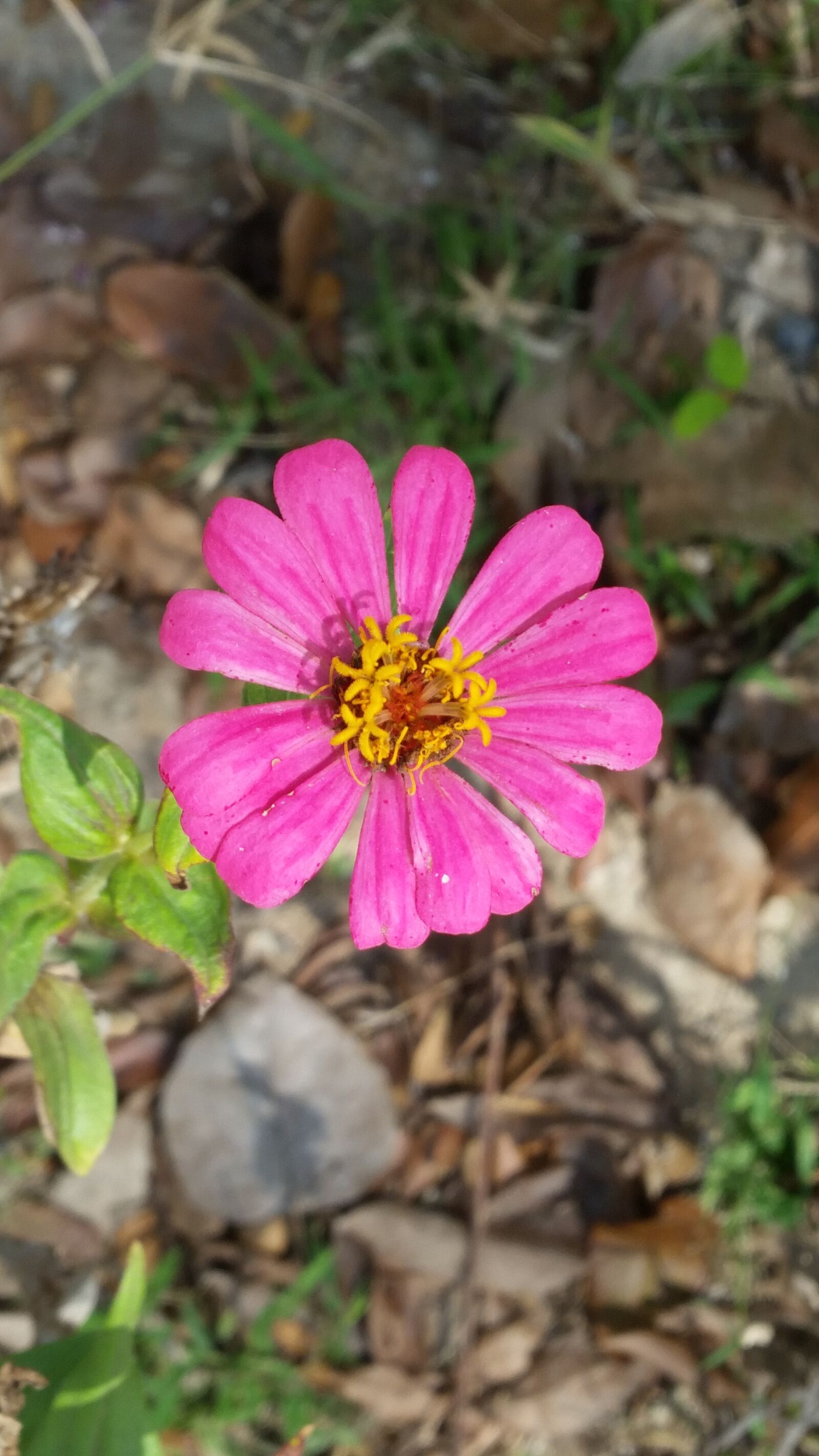 Samsung Galaxy S5 sample photo. Flower, flowers, the pink photography