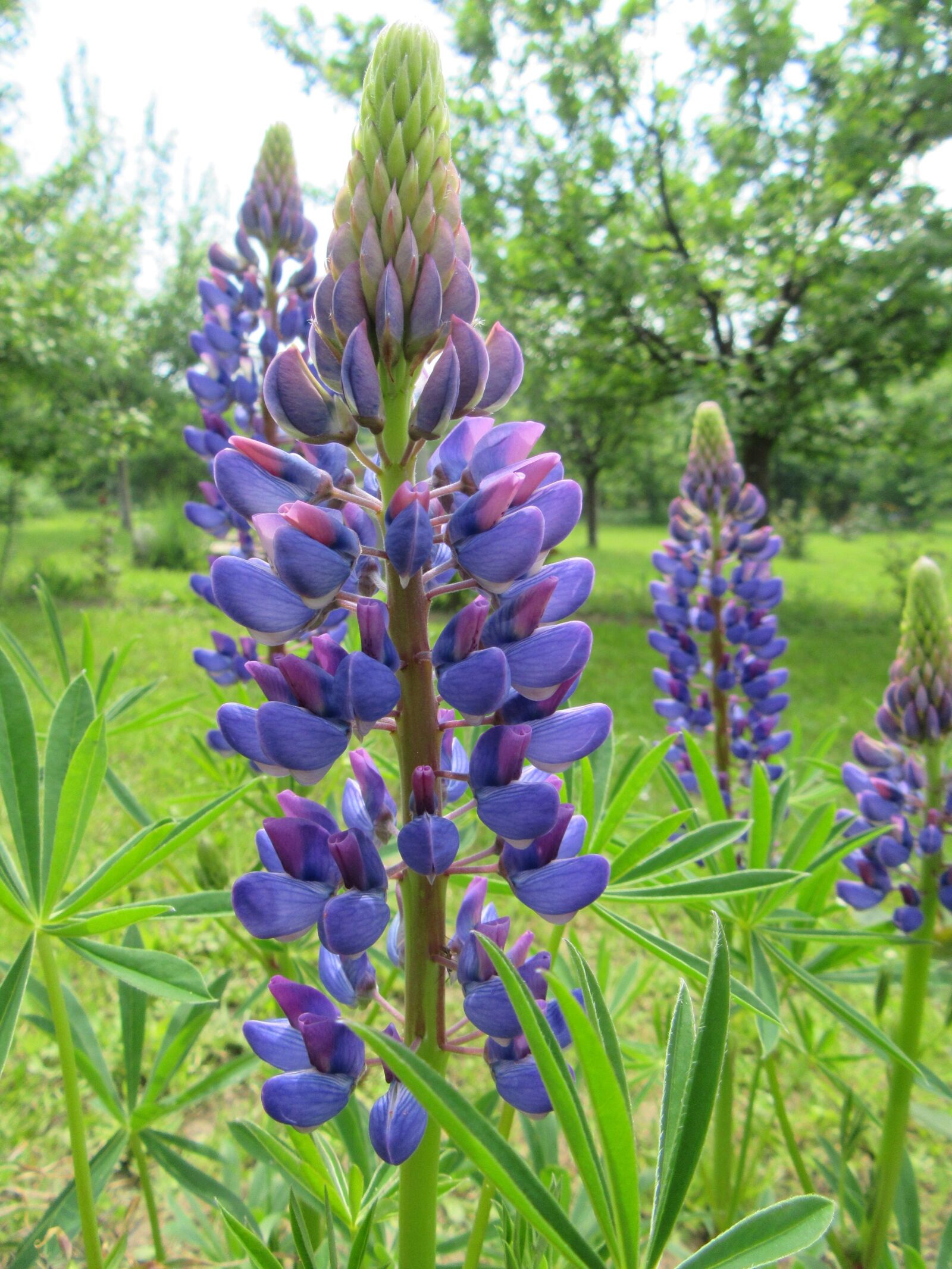 Canon PowerShot SX610 HS sample photo. Flowers, plant, green photography