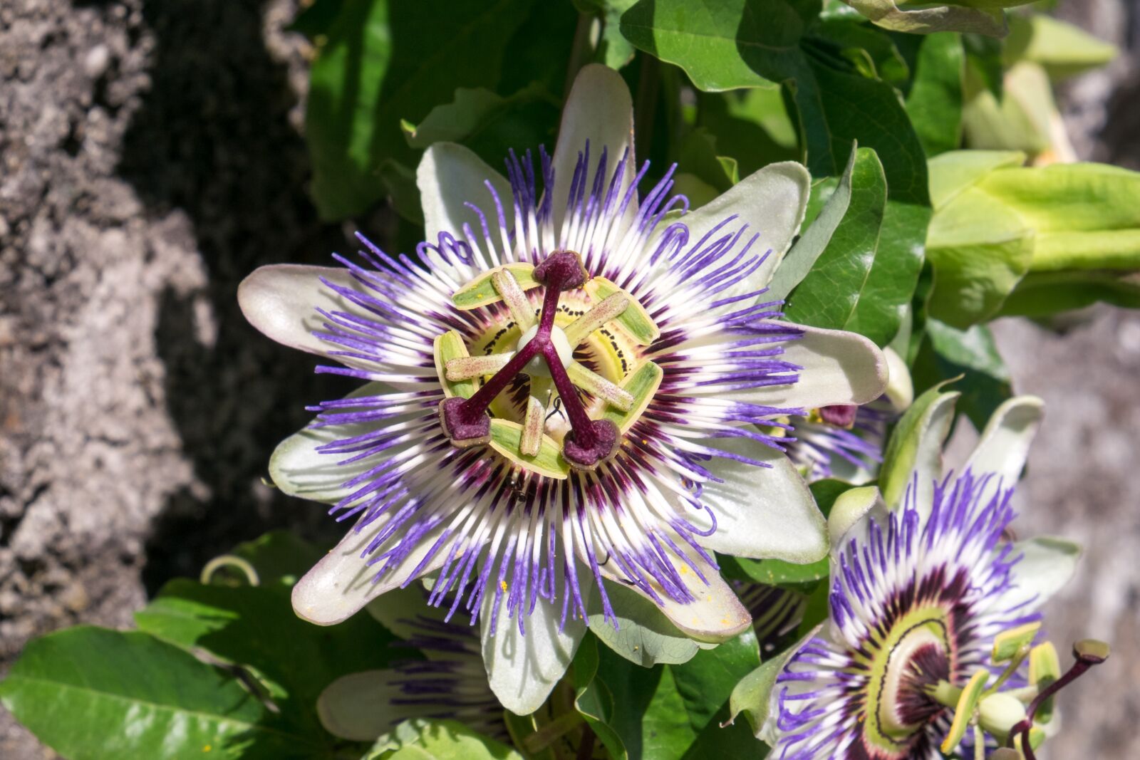 Fujifilm X-T10 sample photo. Passion, passiflora, flower photography