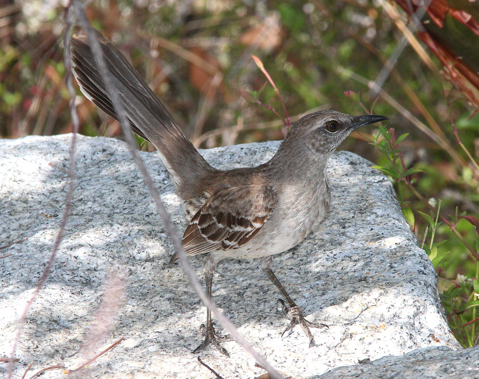Canon EF 300mm F4L IS USM sample photo