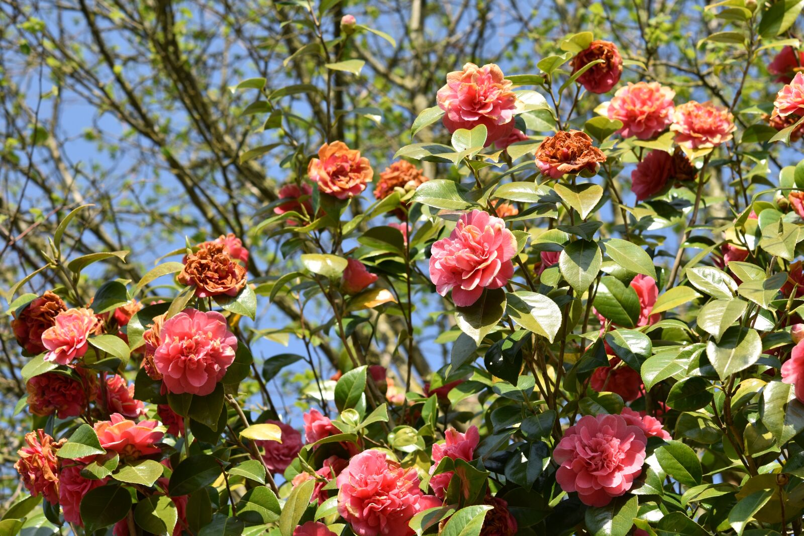 Nikon D5600 sample photo. Flower, flowers of camellia photography