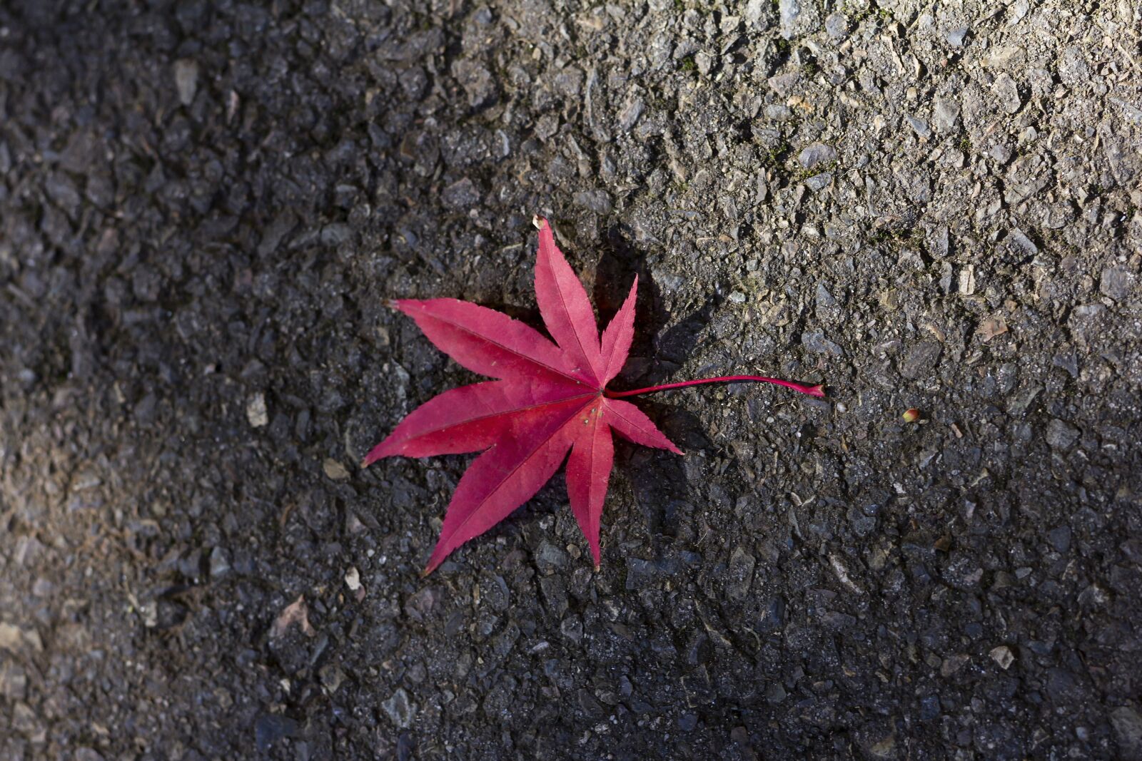 Canon EOS 60D + Canon EF 50mm F1.8 STM sample photo. Red, maple, leaf photography
