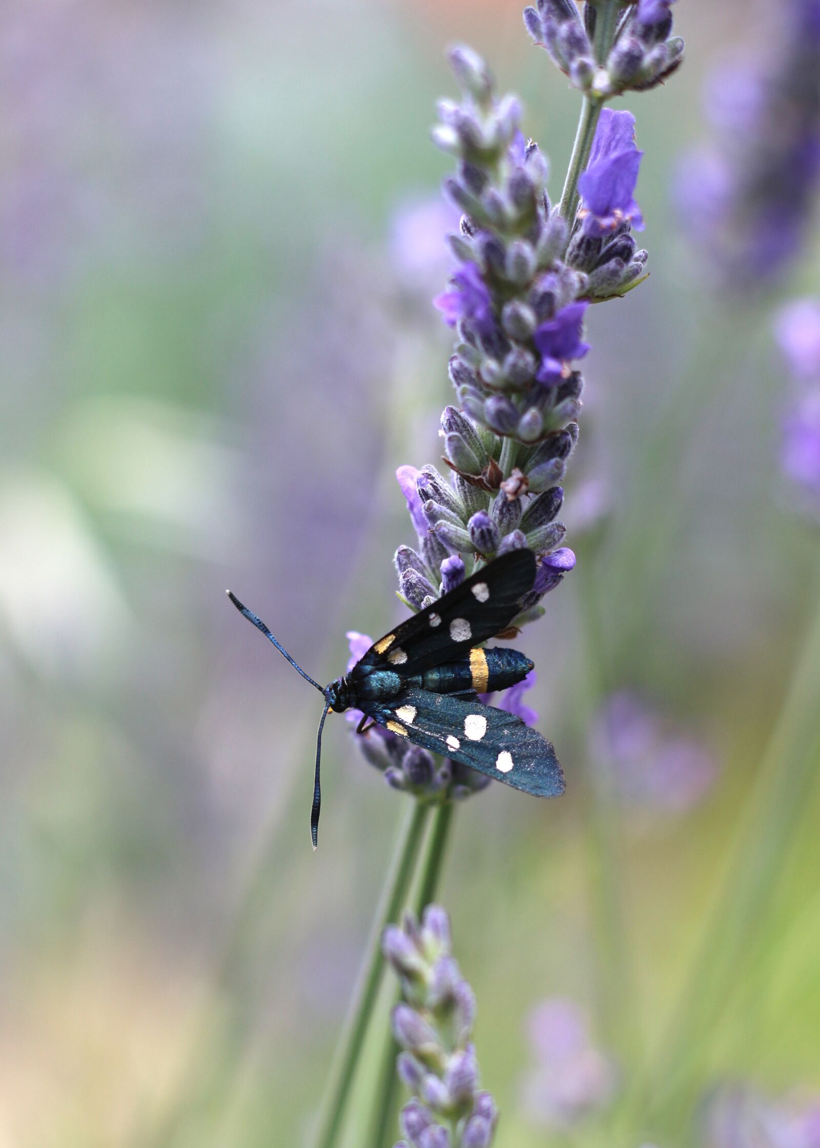 Canon EOS 700D (EOS Rebel T5i / EOS Kiss X7i) sample photo. Nine-spotted moth, moth, insect photography