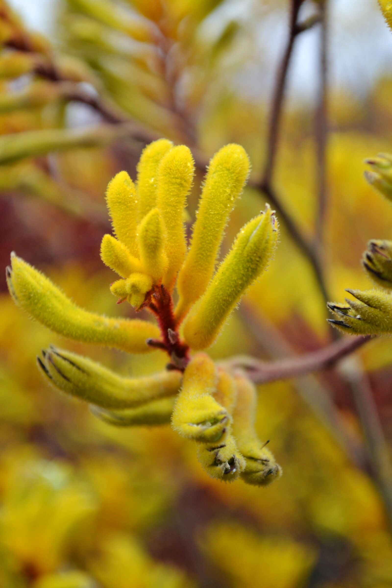 Nikon D3100 sample photo. Flower, yellow, colombia photography