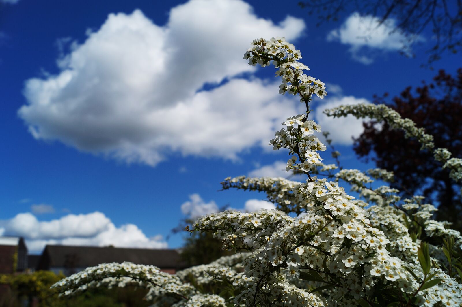 Sony DT 18-55mm F3.5-5.6 SAM II sample photo. Clouds, flowers, sky photography