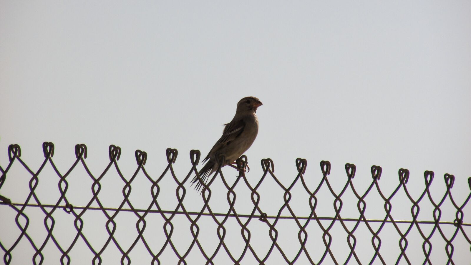 Canon PowerShot SX400 IS sample photo. Bird, fence, freedom photography