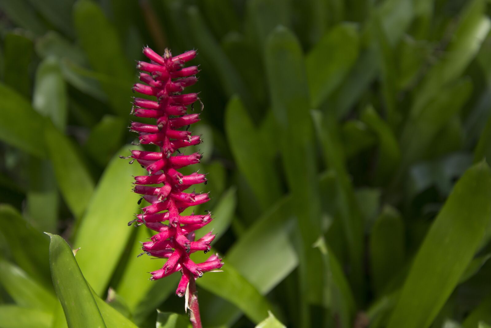 Nikon D5200 sample photo. Red flower stalk, garden photography