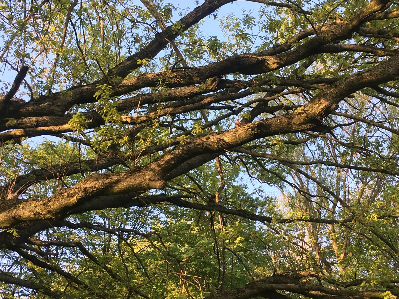 Apple iPhone 6s sample photo. Trees, branches, forest photography