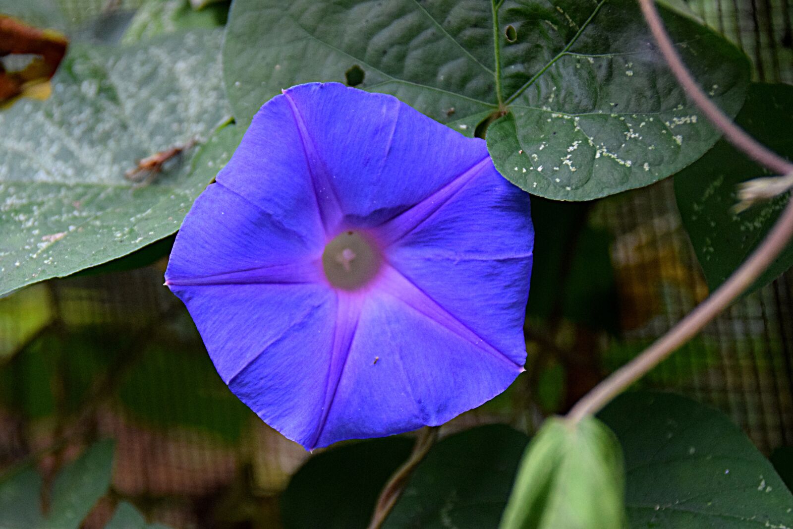 Nikon D5300 sample photo. Flower, petal, purple photography