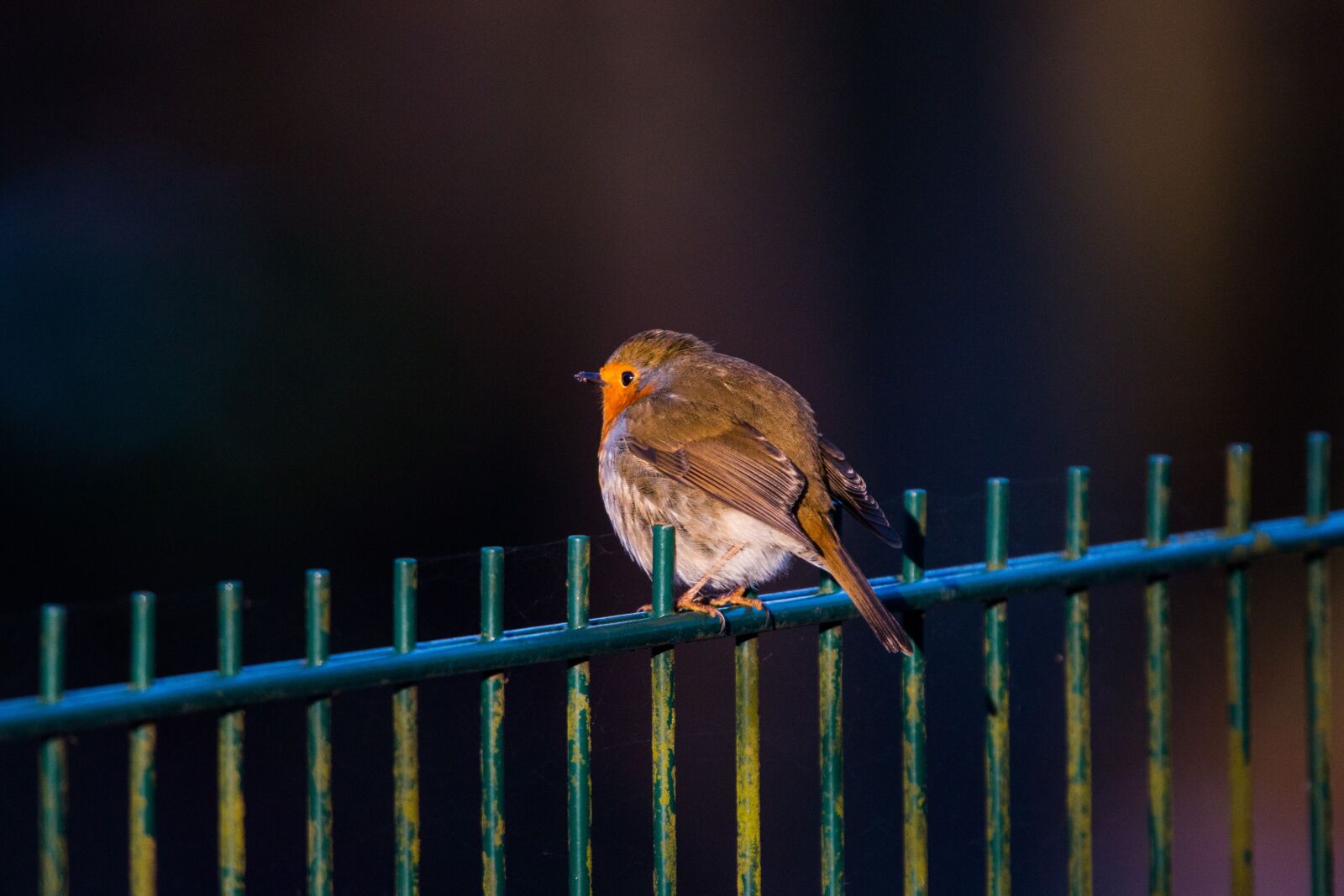 150-600mm F5-6.3 DG OS HSM | Contemporary 015 sample photo. Robin, fence, bird photography