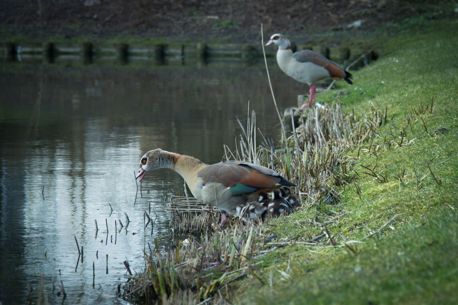 Nikon D600 sample photo. Duck, family, young photography