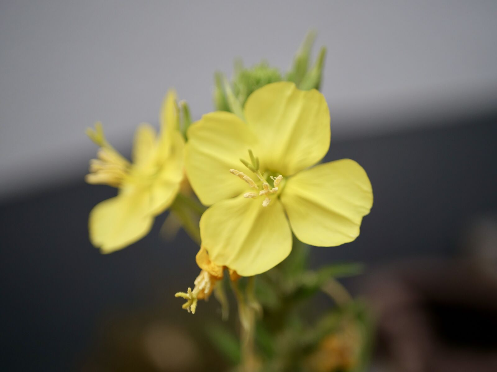 Panasonic Lumix DC-G9 sample photo. Plant, blossom, bloom photography