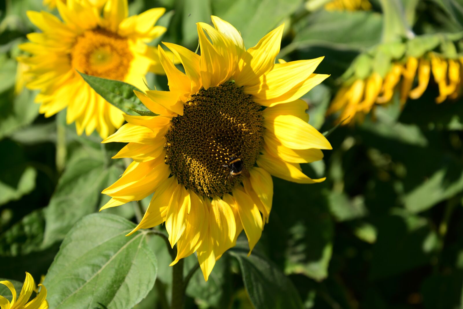 Nikon D610 sample photo. Sunflowers, flowers, petals photography