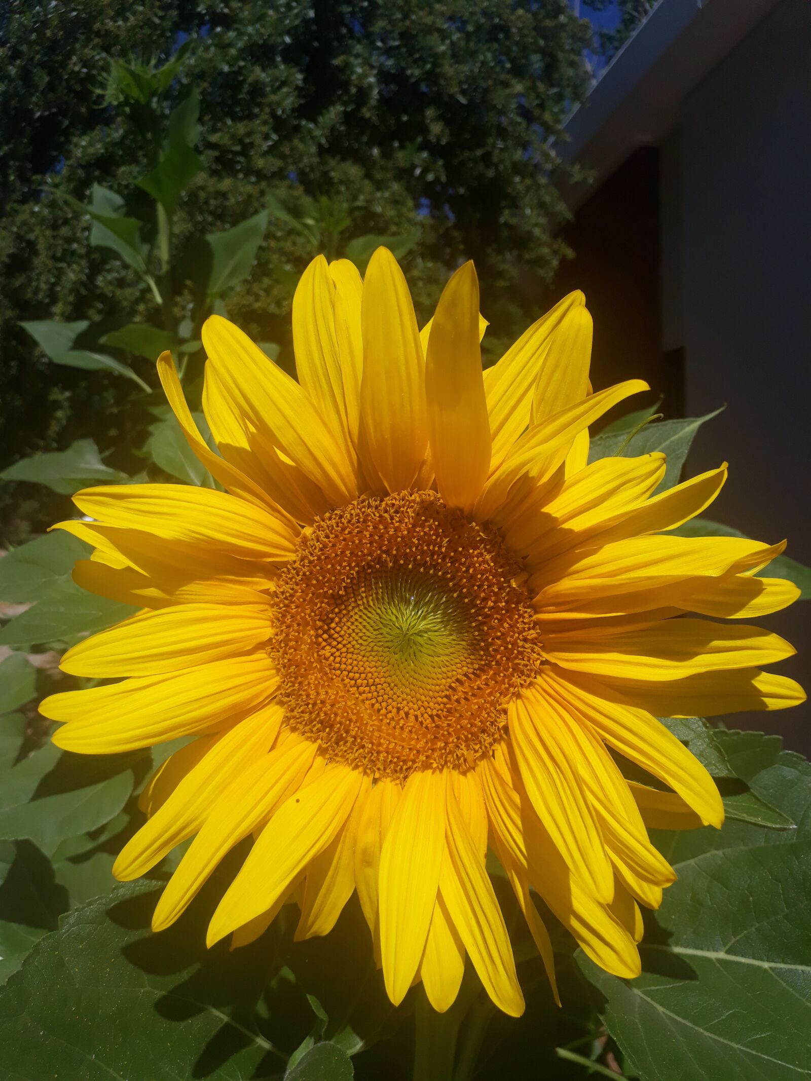 Samsung Galaxy A3(2017) sample photo. Sunflower, yellow, flower photography