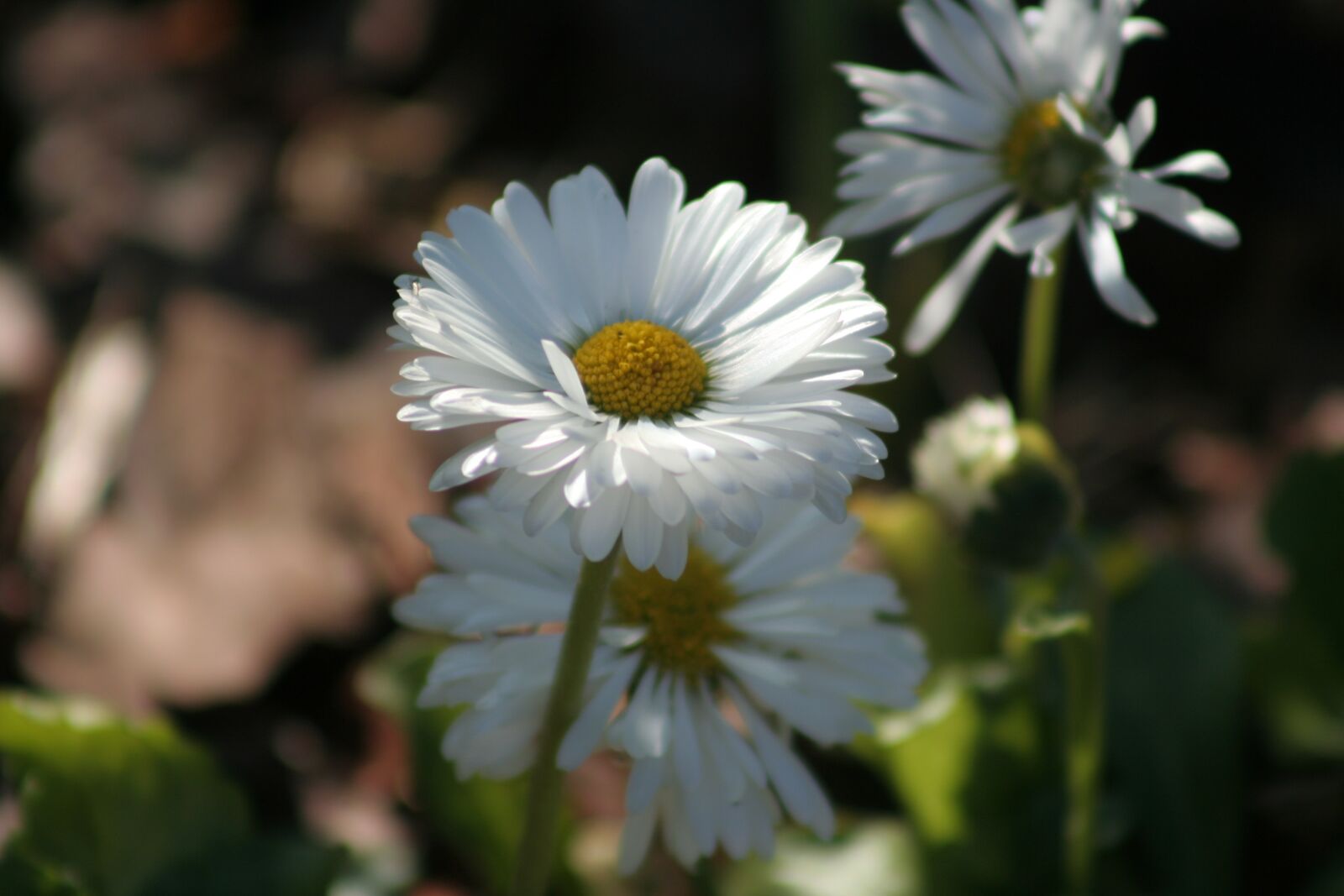 Canon EOS 350D (EOS Digital Rebel XT / EOS Kiss Digital N) sample photo. Nature, flower, plant photography
