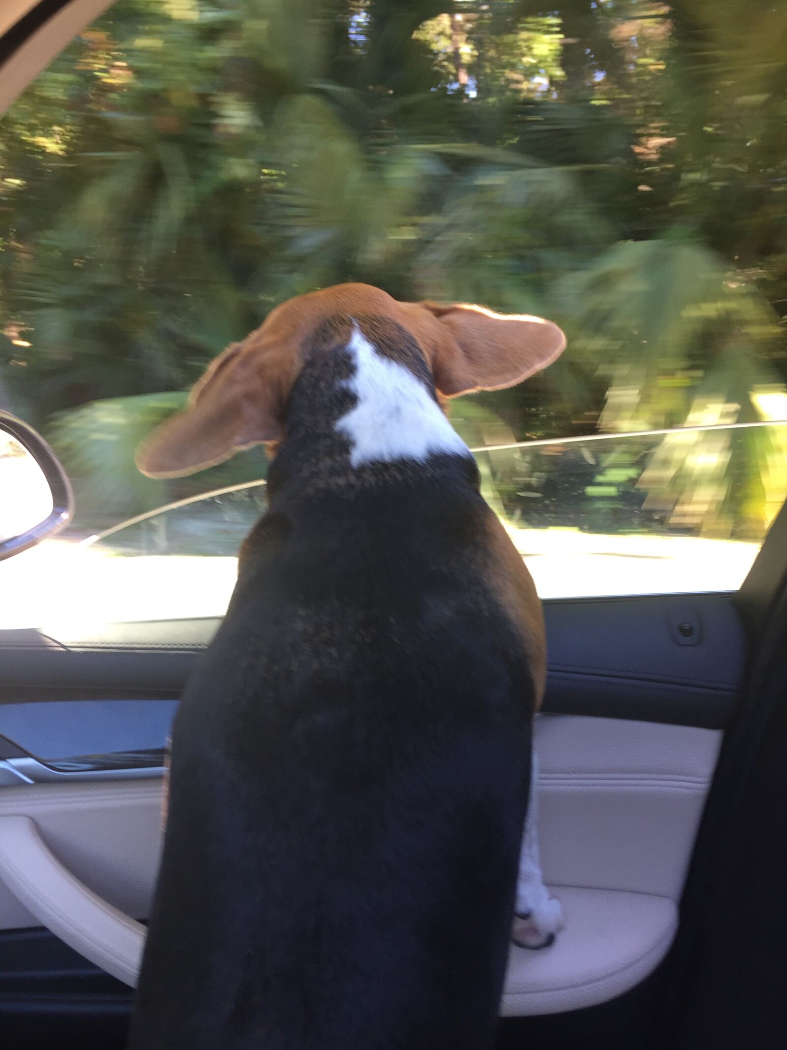 Apple iPhone 6 sample photo. Happy, dog photography