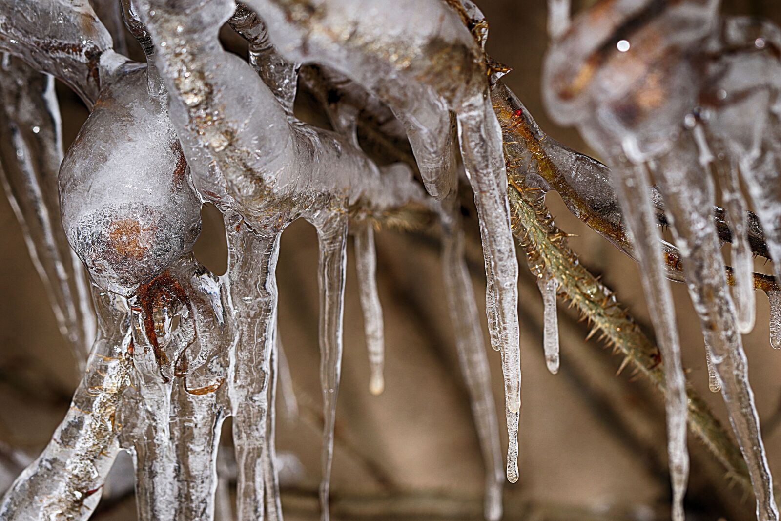 Canon EOS 7D Mark II sample photo. Icicle, nature, closeup photography