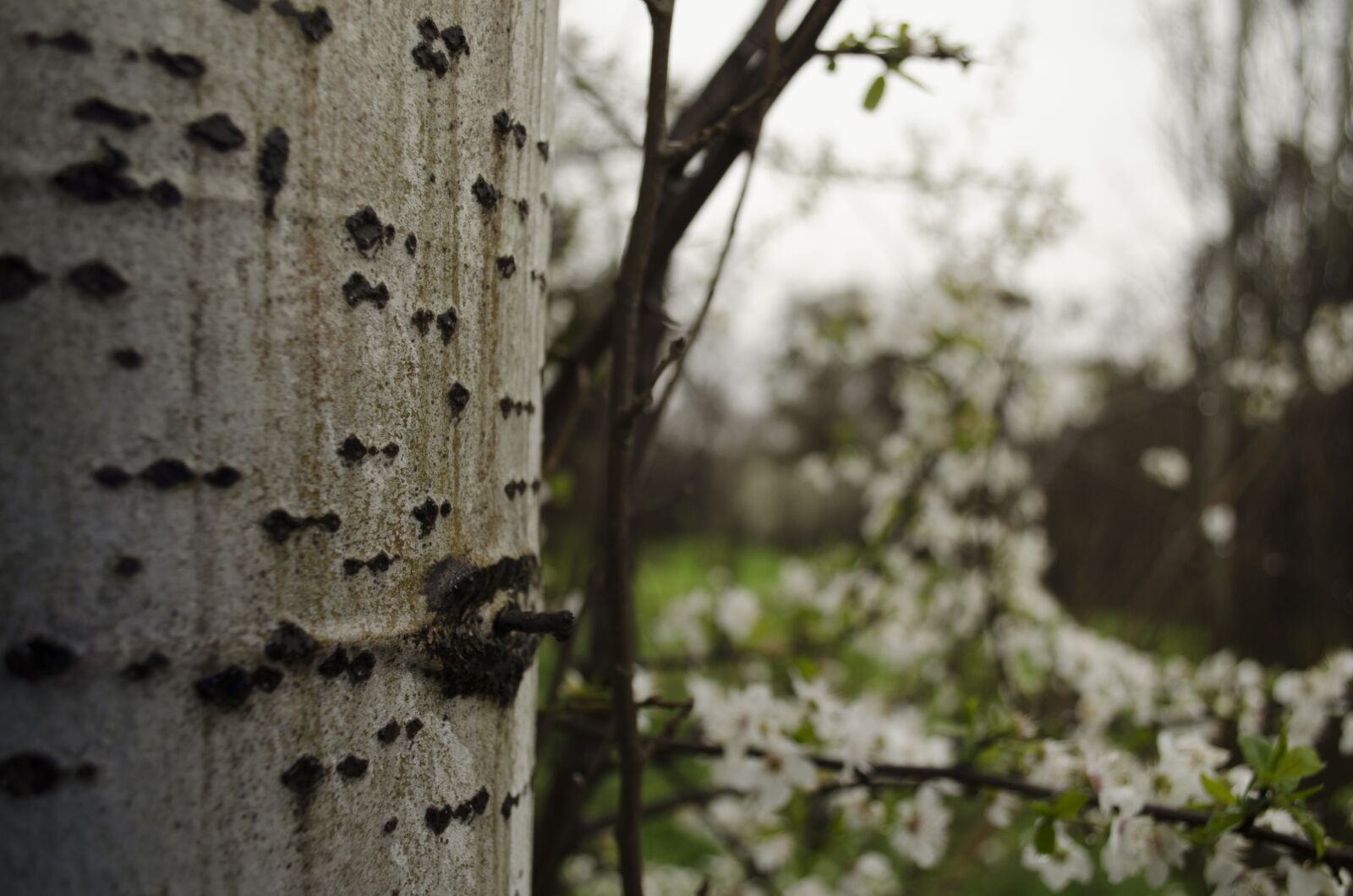 Nikon D5100 sample photo. Flower, rain, beauty photography