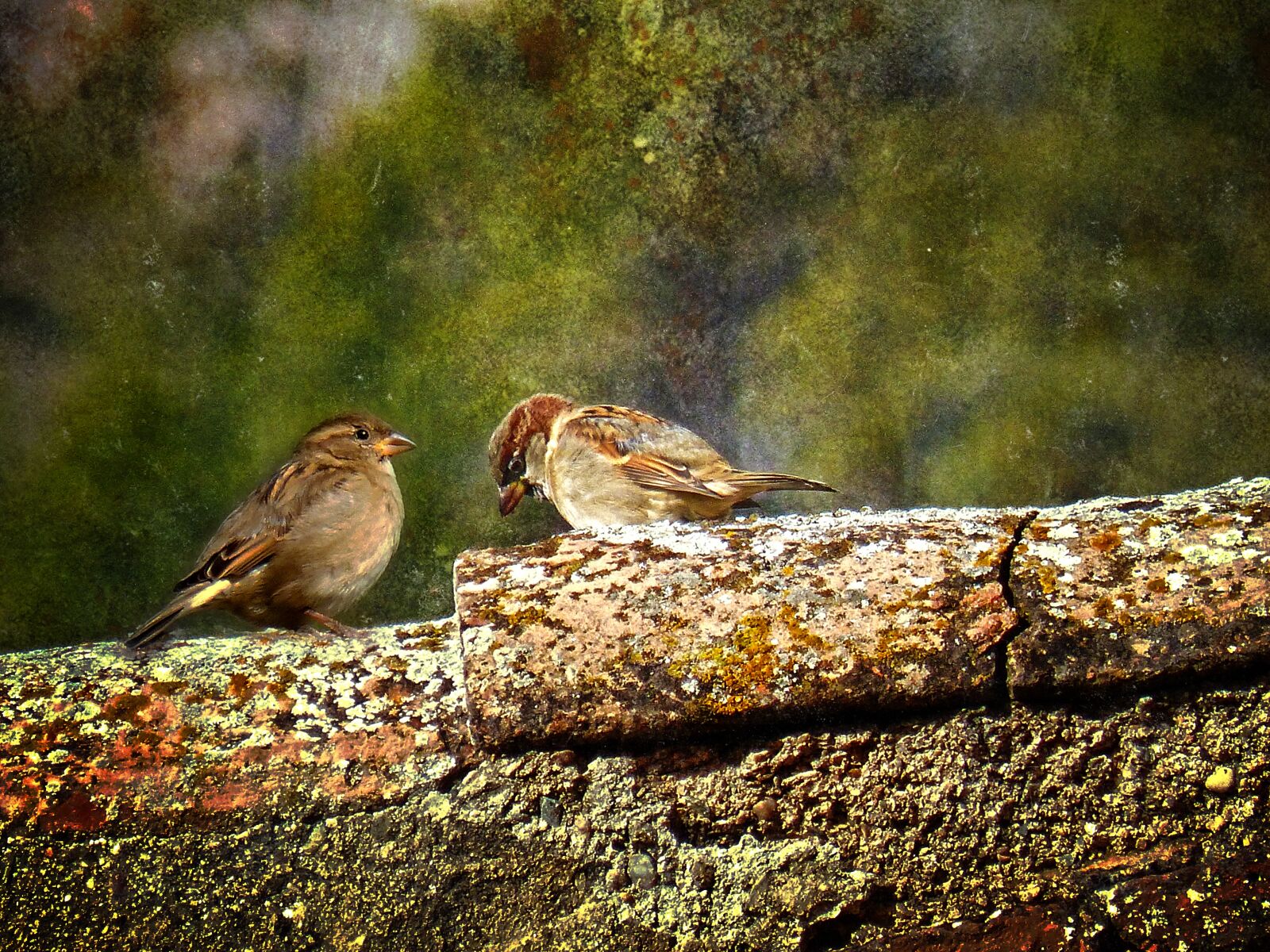 Panasonic DMC-FZ62 sample photo. Birds, sparrows, texas photography