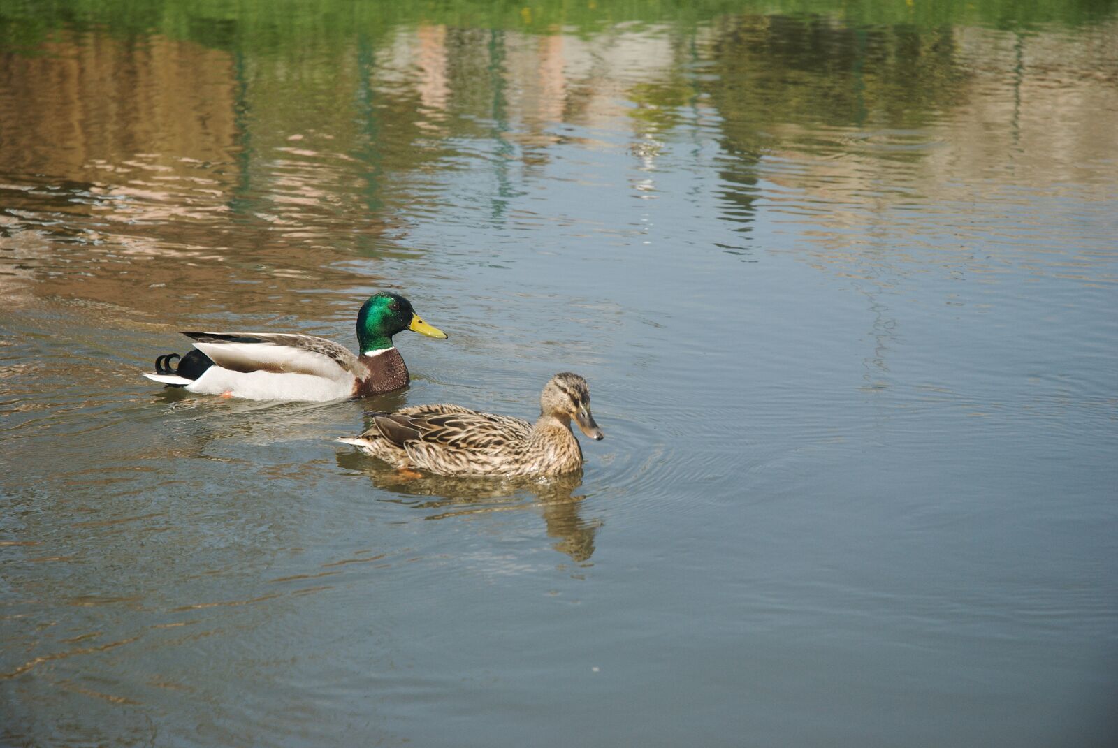 Nikon D3000 sample photo. Duck, ducks, mallard duck photography