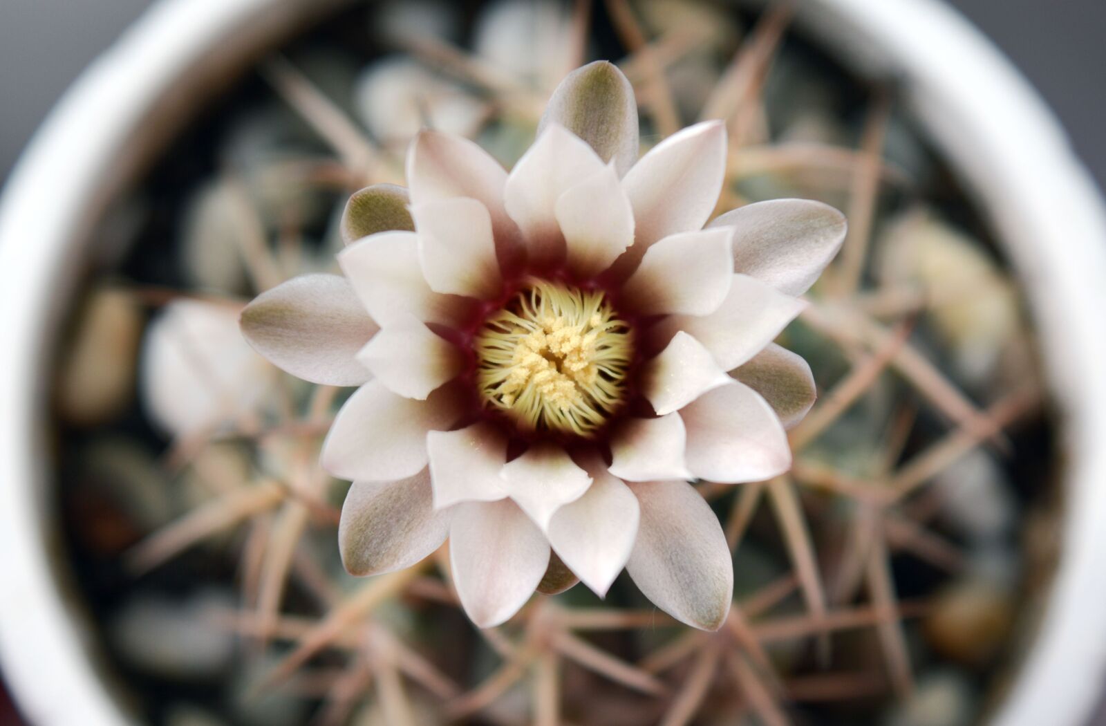Nikon D3200 sample photo. Gymnocalycium, flowering cactus, succulent photography