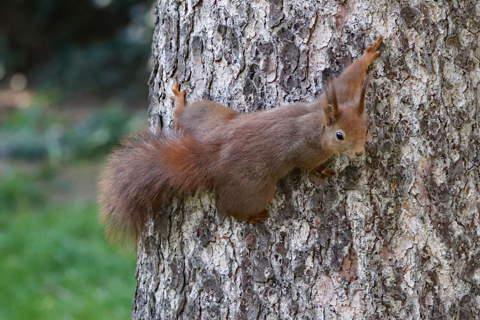 Canon EOS 77D (EOS 9000D / EOS 770D) sample photo. The squirrel, agile, tree photography