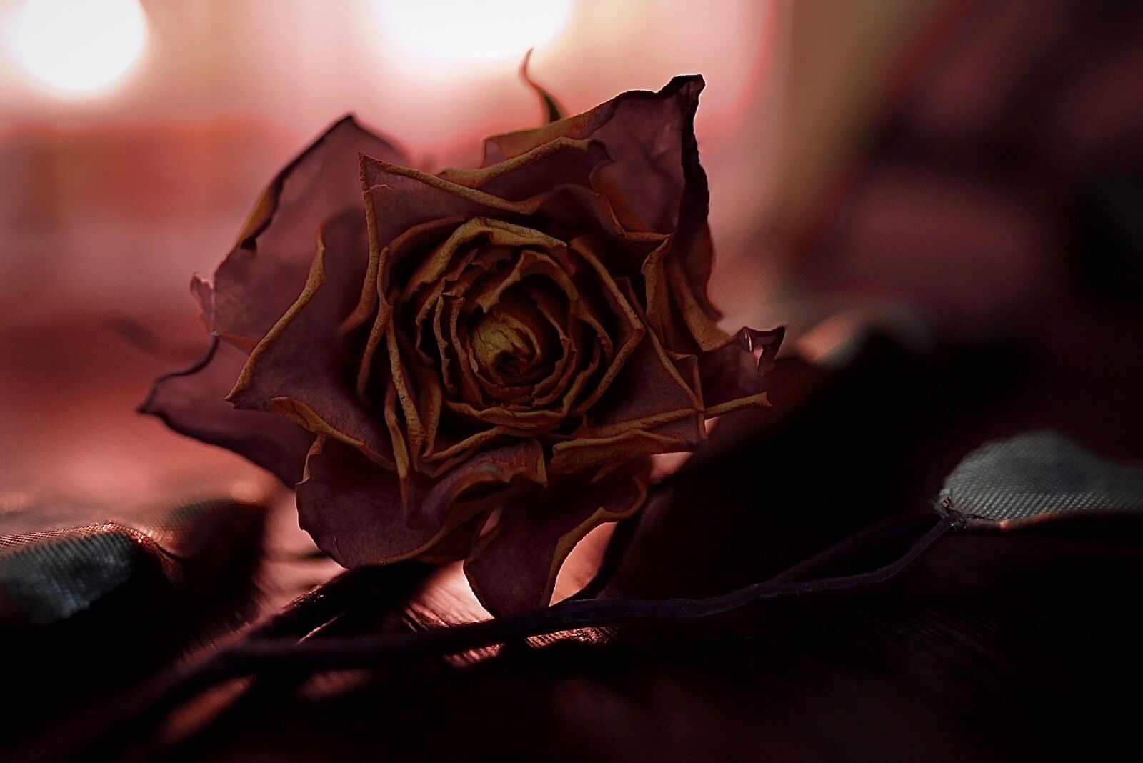 Nikon Z6 sample photo. Rose, rose bloom, pink photography