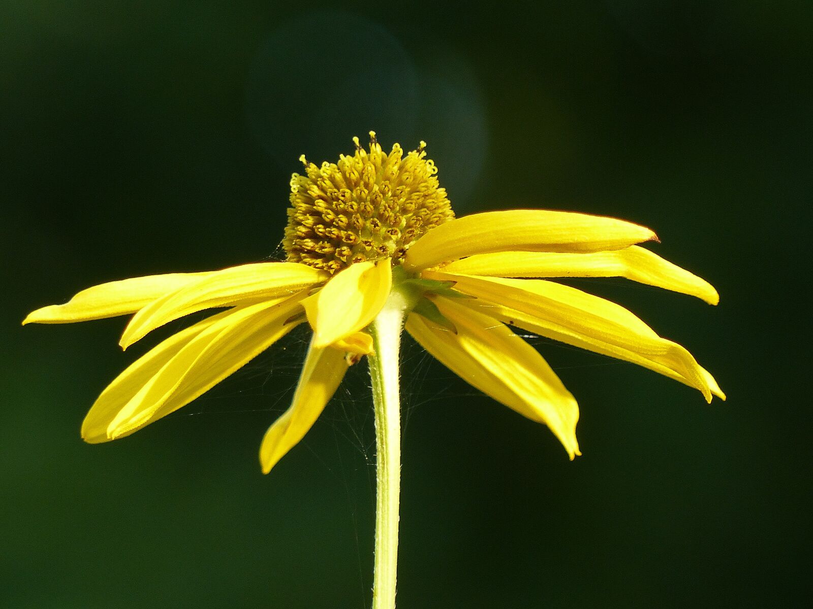 Panasonic Lumix DMC-FZ200 sample photo. Coneflower, yellow, flower photography
