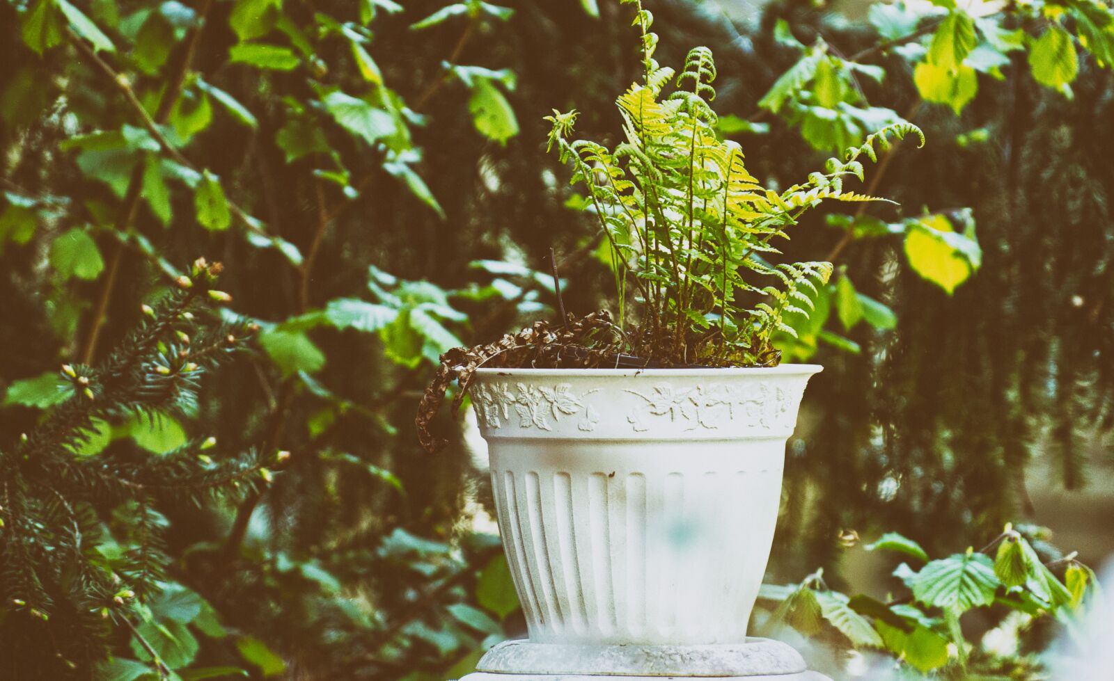Nikon D7200 sample photo. Fern, plant, green photography