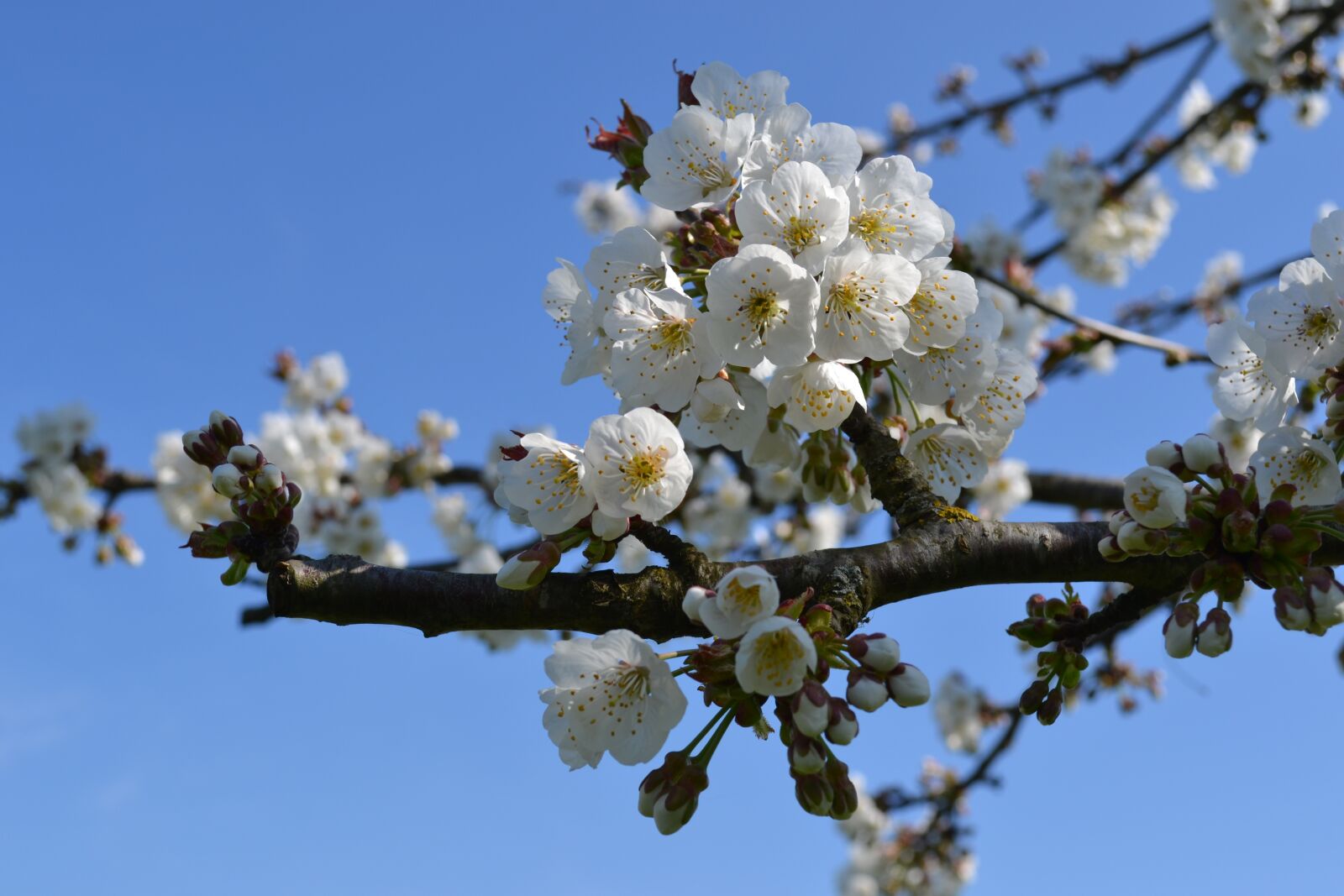 Nikon D3100 sample photo. Cherry, tree in flower photography