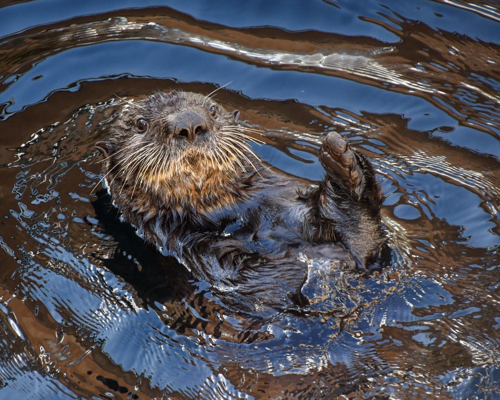 Nikon D500 sample photo. Sea otter, aquatic animal photography