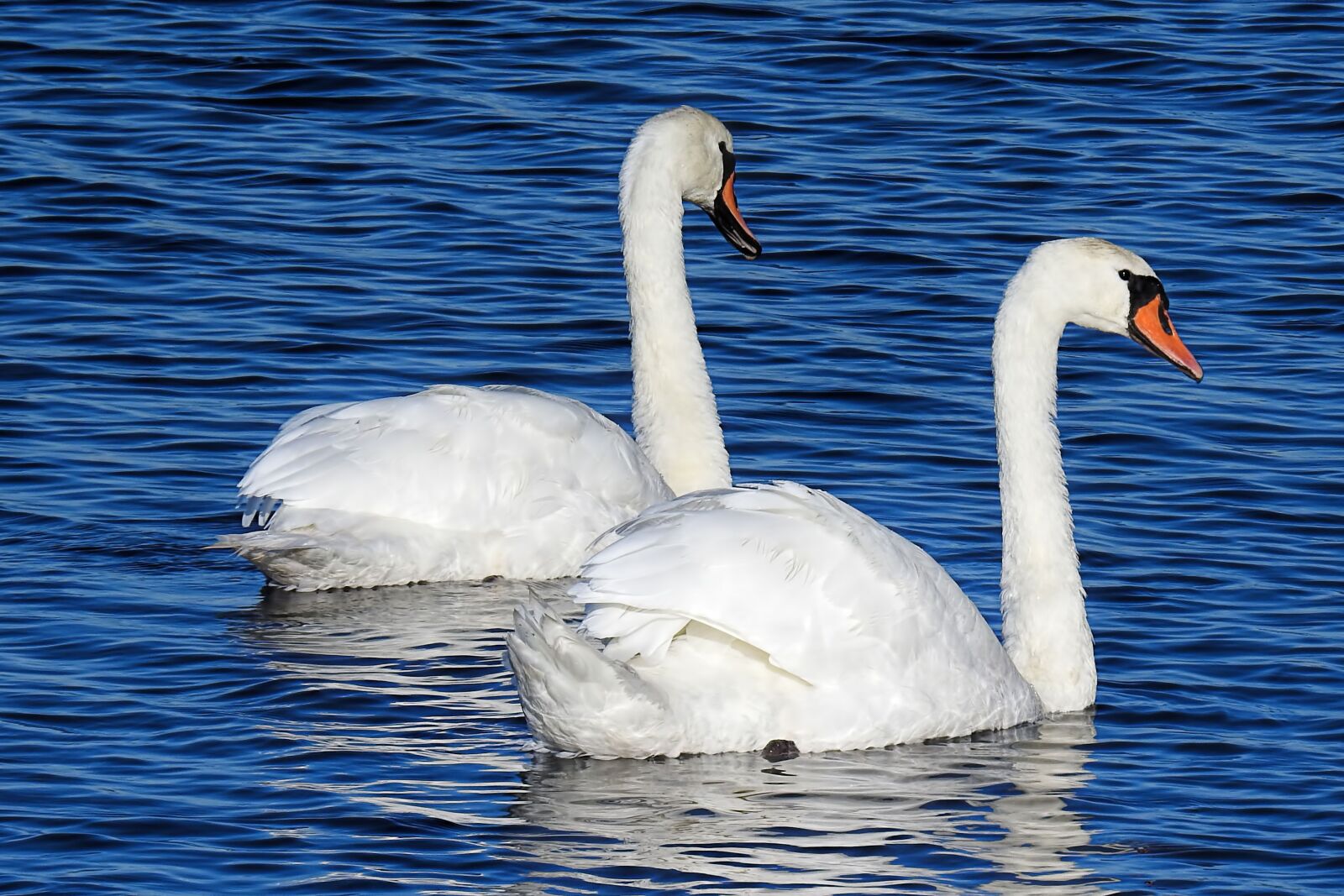 Nikon Coolpix P900 sample photo. Lake, swans, water photography