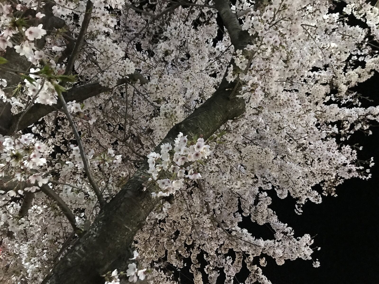 iPhone 7 back camera 3.99mm f/1.8 sample photo. Cherry blossom, night view photography