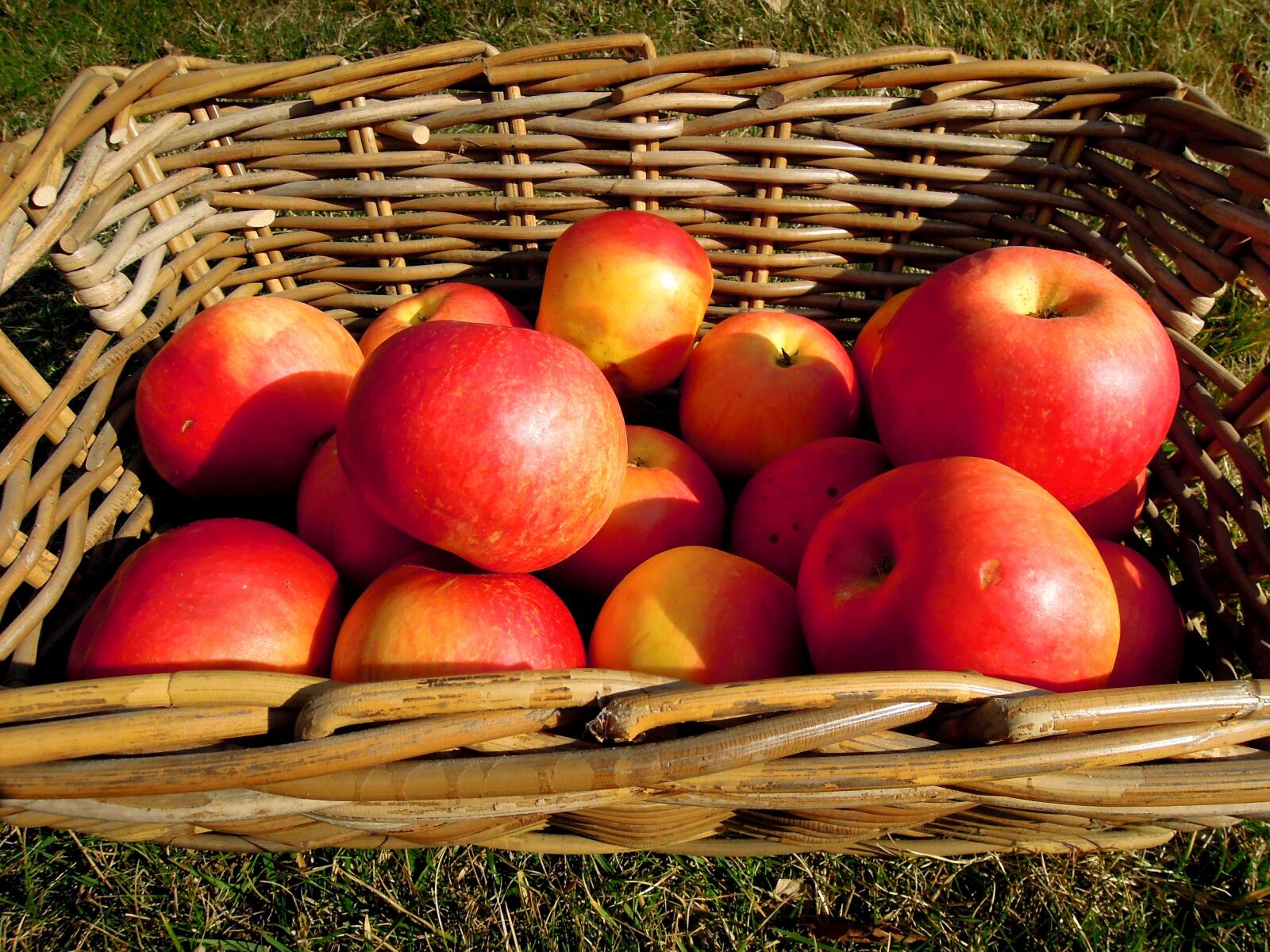 Nikon Coolpix P300 sample photo. Apple, fruit, basket photography