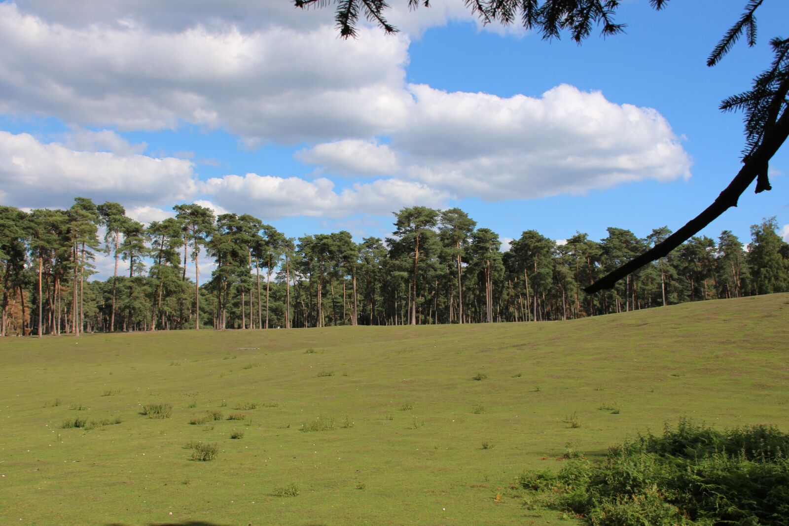 Canon EOS 700D (EOS Rebel T5i / EOS Kiss X7i) sample photo. Forest, meadow, nature photography