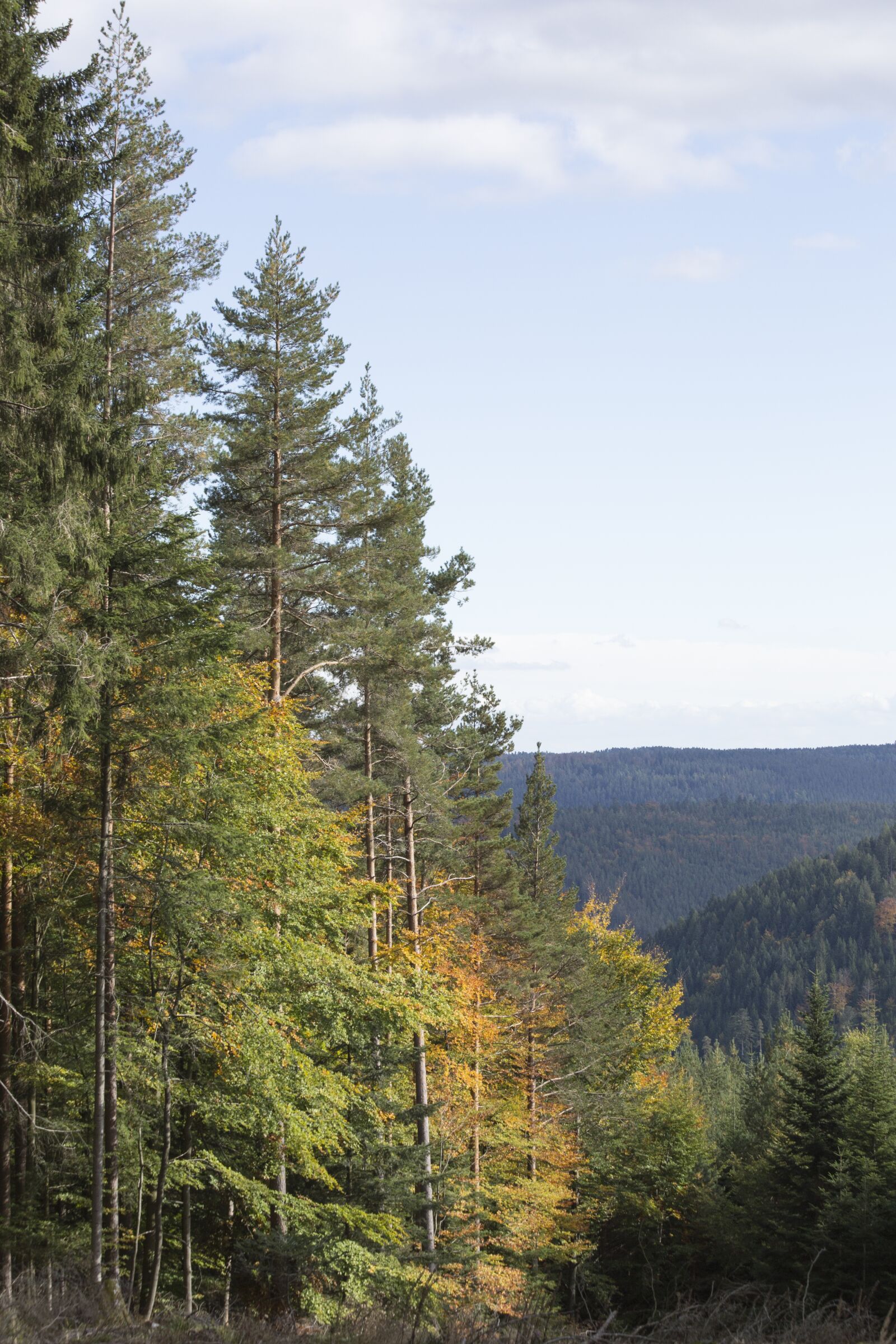 Canon EF 70-300mm F4-5.6 IS USM sample photo. Forest, trees, nature photography