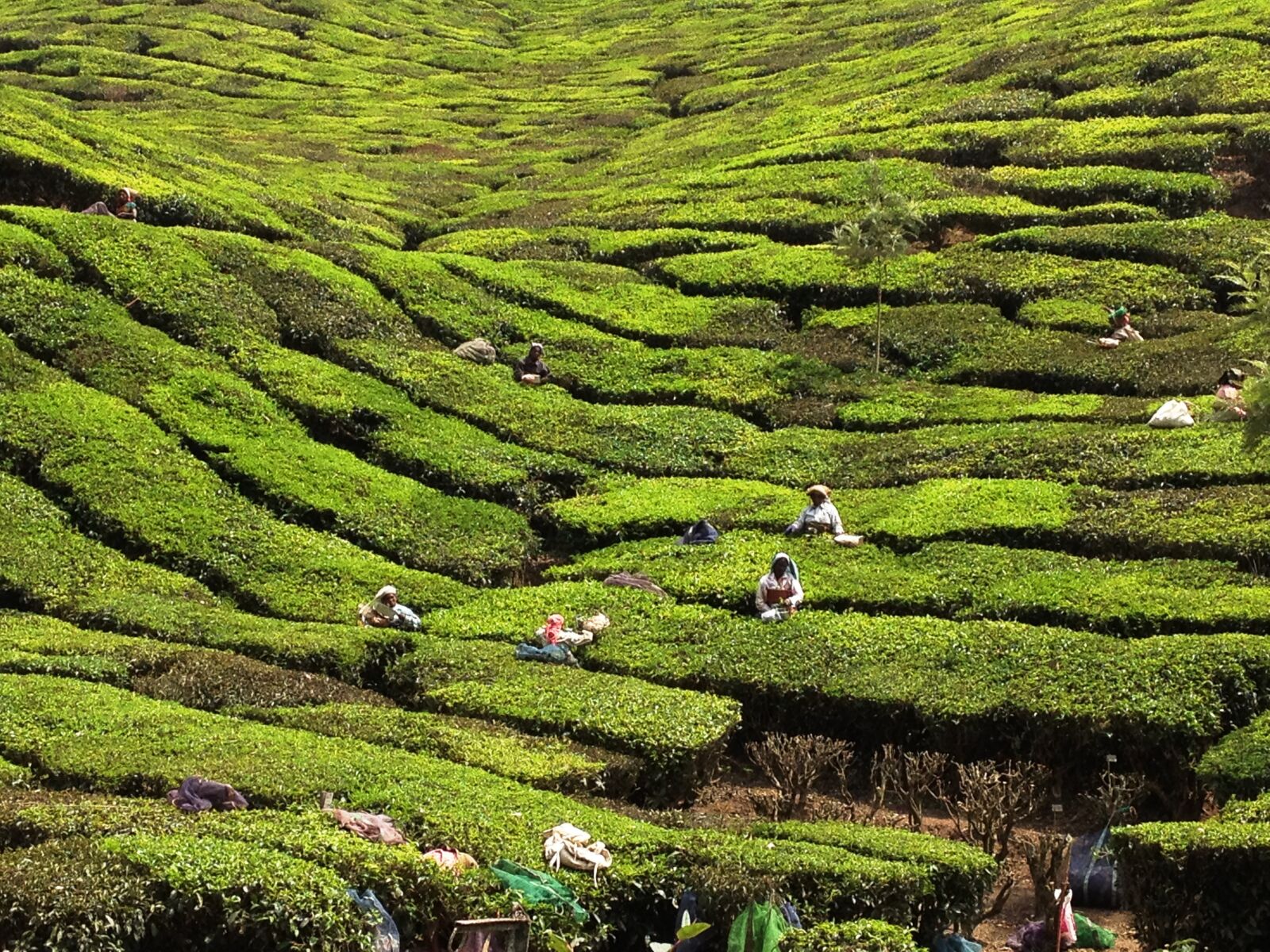 Apple iPhone 4S sample photo. Kerala, india, tea planters photography