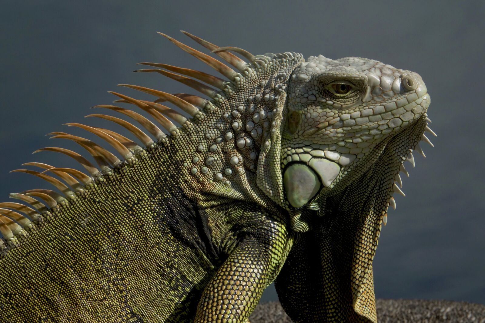 Sony Cyber-shot DSC-RX10 III sample photo. Iguana, lizard, reptile photography