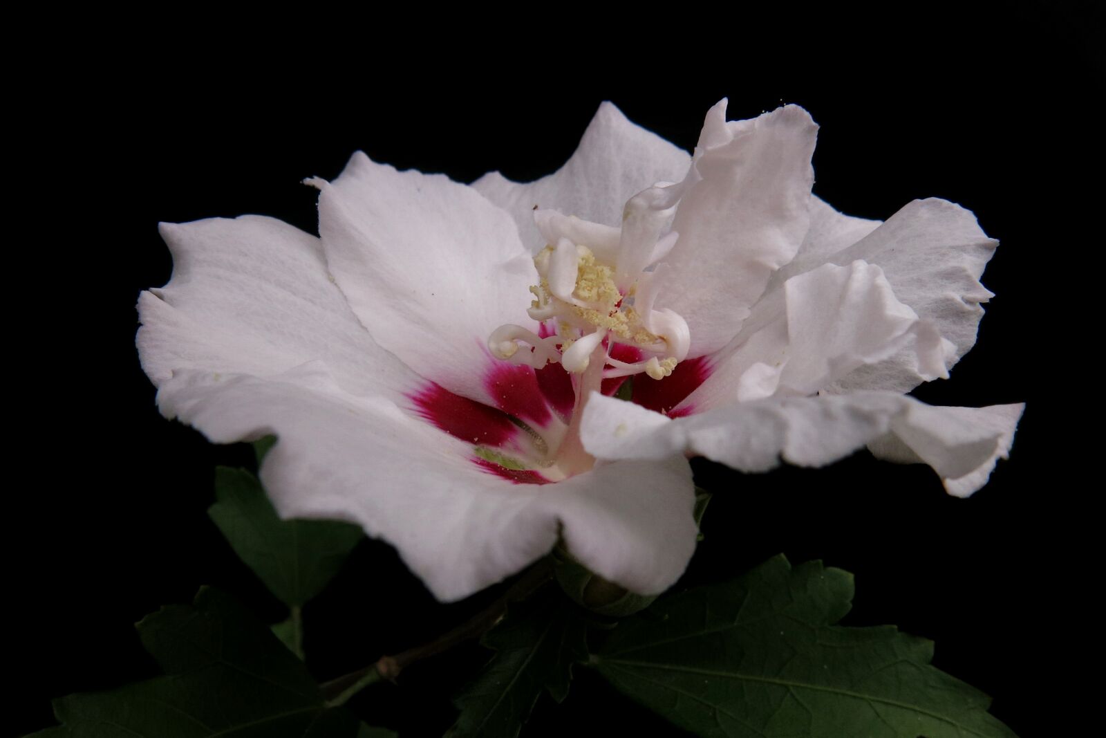Canon PowerShot G15 sample photo. Garden hibiscus, hibiscus syriacus photography