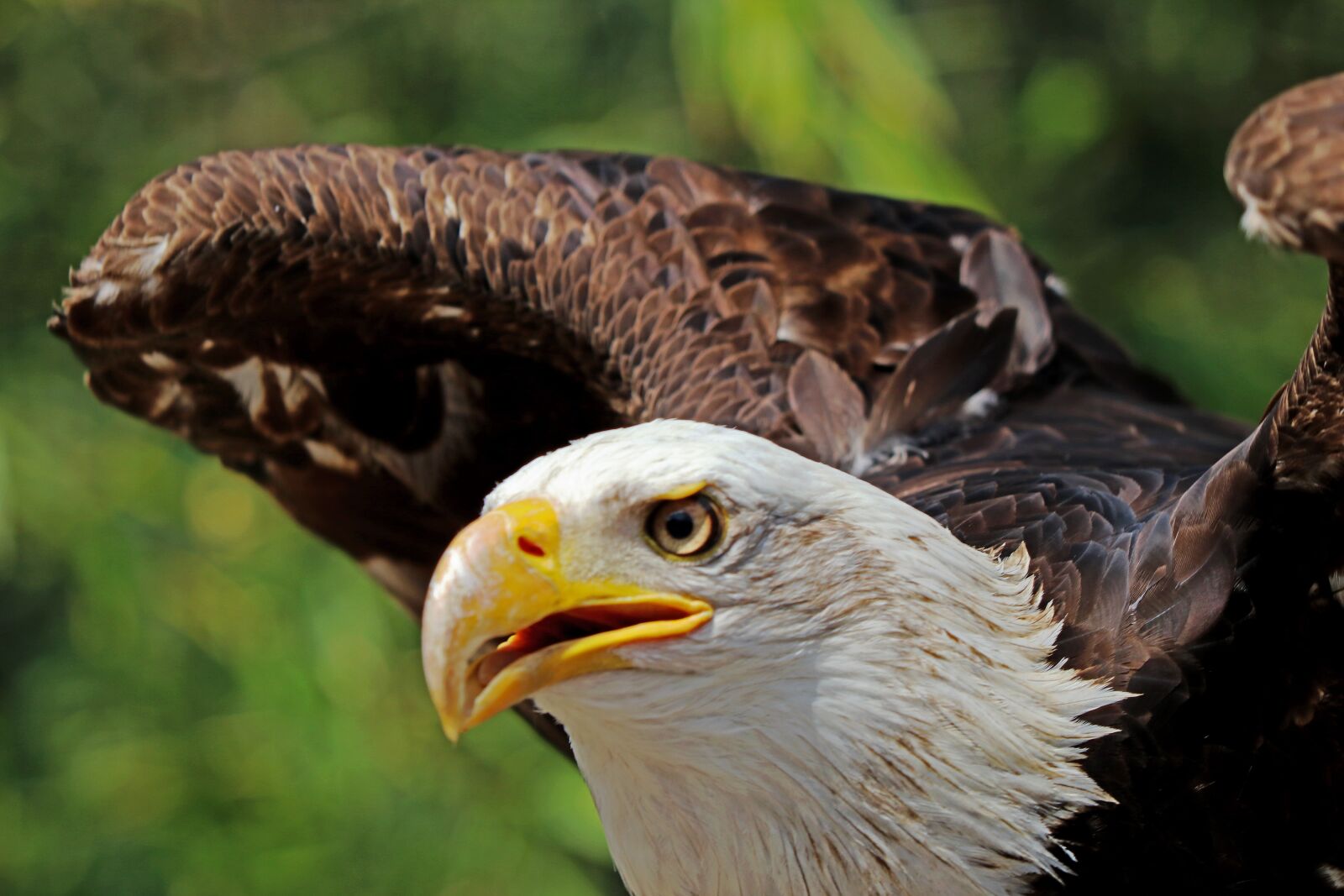 Canon EF 70-300 F4-5.6 IS II USM sample photo. Adler, white tailed eagle photography