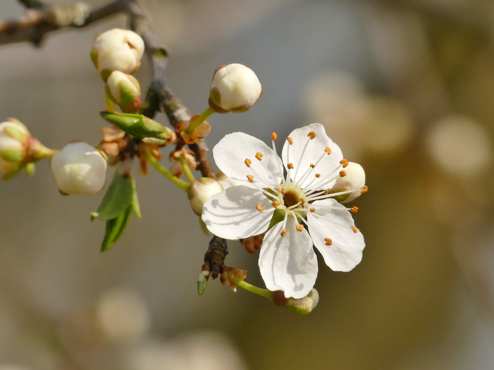 Panasonic Lumix DMC-FZ1000 sample photo. Spring, blossom, bloom photography