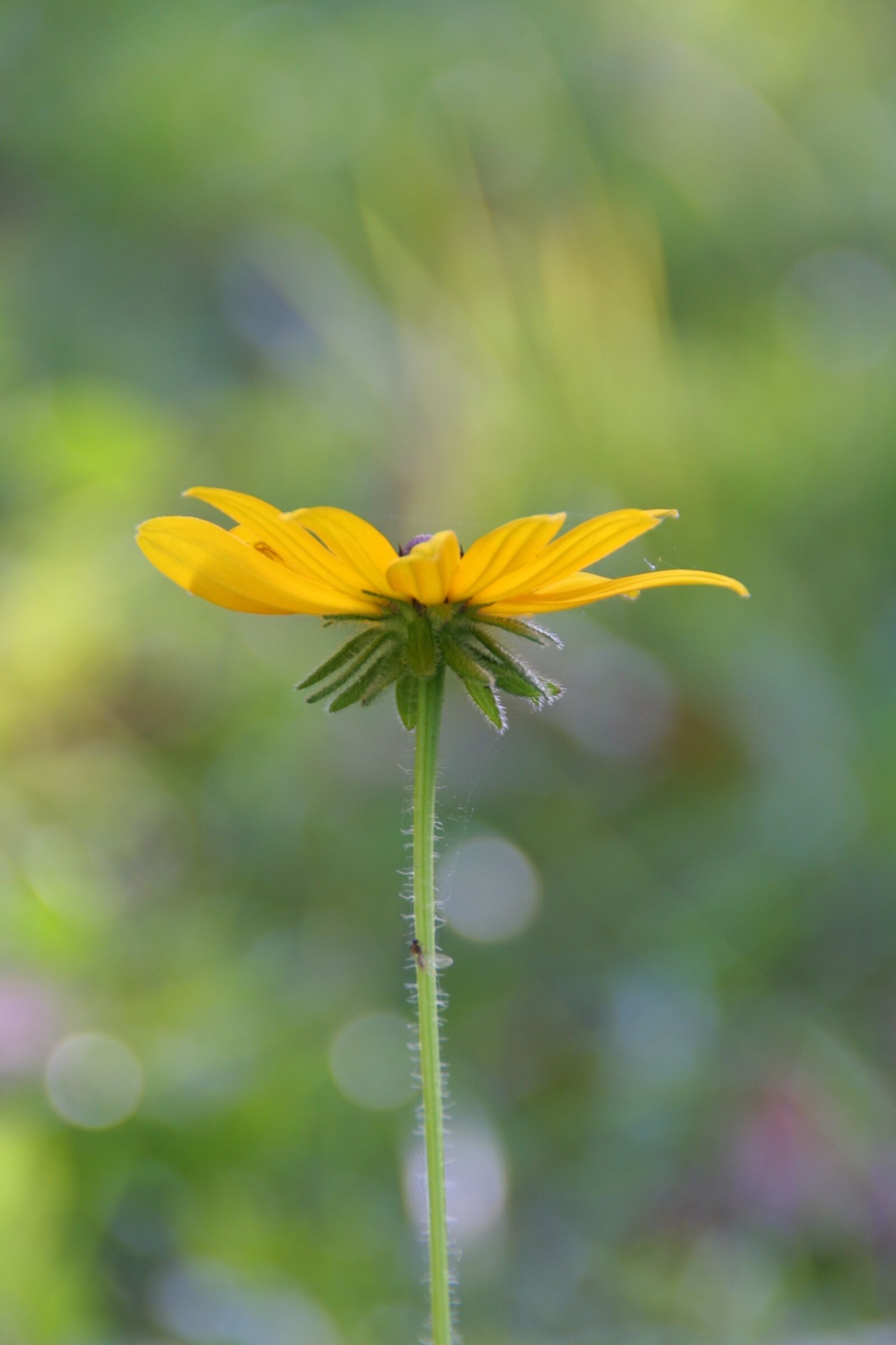 Canon EOS 350D (EOS Digital Rebel XT / EOS Kiss Digital N) sample photo. Flower, yellow, black eyed photography